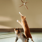 two cats are competing to catch the teaser head from the cat wand toy